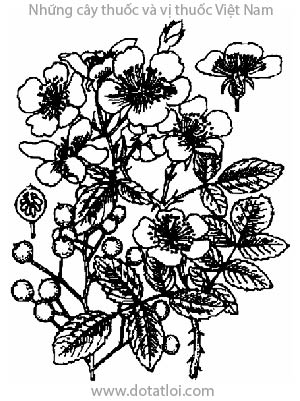 TẦM XUÂN, 野薔薇, 野蔷薇, Rosa multiflora Thunb., họ Hoa Hồng, Rosaceae