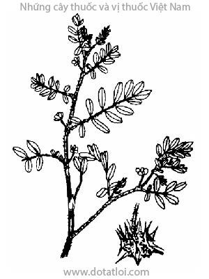 TẬT LÊ, 蒺藜, bạch tật tê, gai ma vương, thích tật lê, gai sầu, gai trống, gai yết hầu, herbe terrestre, saligot terrestre, herse, Tribulus terrestris L., T. lanuginosus L., họ Tật lê, Zygophyllaceac