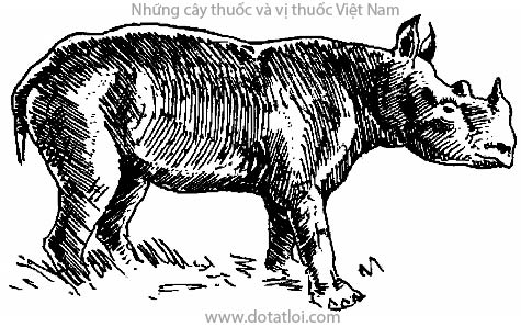 TÊ GIÁC, 犀角, ngưu giác, hương tê giác, Rhinoceros unicornis L., Rhinoceros sondaicus Desmarest, họ Tê giác, Rhinocerotidae