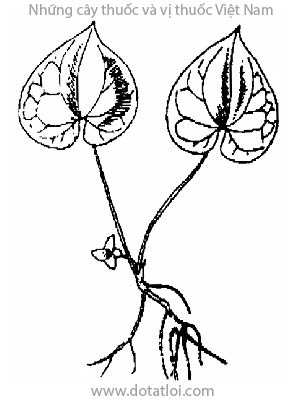 TẾ TÂN, 細辛, Asarum sieboldii Miq., họ Mộc thông, Aristolochiaceae