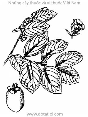 THỊ ĐẾ, 柿蒂, thị đinh, tai hồng, hồng, Diospyros kaki L. f., họ Thị, Ebenaceae