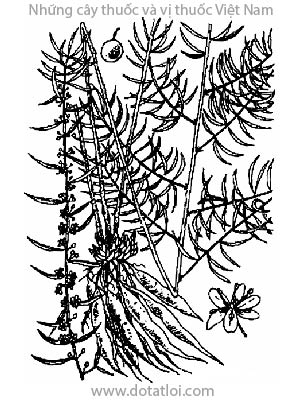 THIÊN MÔN ĐÔNG, 天門冬, thiên môn, thiên đông, dây tóc tiên, Asparagus cochinchinensis (Lour.) Merr., Asparagus lucidus Lindl., họ Hành tỏi, Liliaceae