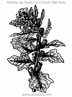 THIÊN TIÊN TỬ, 天仙子, sơn yên tử, đại sơn yên tử, jusquiame, mont aux poules, Hyoscyamus niger L., họ Cà, Solanaceae