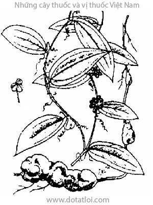 THỔ PHỤC LINH, 土茯苓, củ khúc khắc, củ kim cang, Smilax glabra Roxb, Smilax hookeri Kunth, họ Hành tỏi, Liliaceae