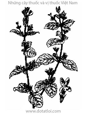 TÍA TÔ DẠI, 山香, é lớn tròng, tía tô giới ballote camphée, Hyptis suaveolens (Linn). Poir., họ Hoa môi, Lamiacae