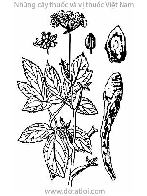 Tiền hồ, 前胡, quy nam, tử hoa tiền hồ, thổ dương quy, sạ hương thái, Peucedanum decursivum maxim, Angelica decursiva Franch et Savat., họ Hoa tán, Umbelliferae