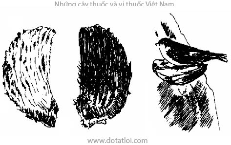 Tổ yến, tổ chim yến, Nidus Collocaliae