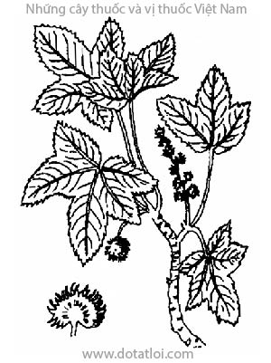 TÔ HẠP HƯƠNG, 蘇合香, 苏合香, Liquidambar orientalis Mill., họ Sau sau, Hamamelidaceae