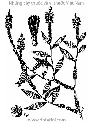TRÀM, TINH DẦU TRÀM, 白千層, 白千层, cây chè cay, chè đồng, smachchanlos, smach tachah, cajeputier, Melaleuca leucadendron L., họ Sim, Myrtaceae