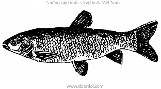 CÁ TRẮM, 青魚, 青鱼, thanh ngư, Mylopharyngodon piceus, cá trắm đen, Ctenopharyngodon idellus, cá trắm cỏ, Cyprinoidei