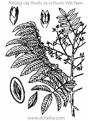 TRÁM, 橄欖, 橄榄, cảm lãm, trám trắng, cà na, thanh quả, đêm ta lát, Canarium album (Lour) Raensch, Canarium sinensis Rumph, Pimela alba Lour., họ Trám, Burseraceae