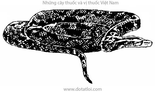 TRĂN, 蚺蛇, Python molurus, trăn mốc, Python reticulatus, trăn mắt võng, họ Trăn, Boidae