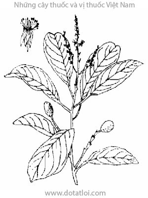 TRỨNG CUỐC, 斑果藤, mắc năm ngoa, con go, mang nam bo, Stixis elongata Pierre, họ Màn màn, Capparidaceae