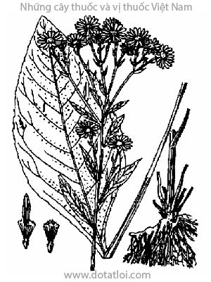 TỬ UYỂN, 紫菀, thanh uyển, dã ngưu bàng, Aster tataricus L., họ Cúc Asteraceae, Compositae