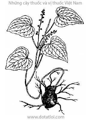 TỲ GIẢI, 萆薢, xuyên tỳ giải, tất giã, phấn tỳ giải, Dioscorea tokoro Makino, họ Củ nâu, Dioscoreaceae