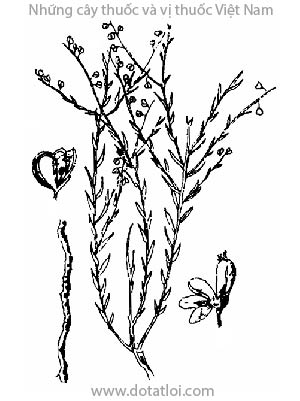 VIỄN CHÍ, 遠志, 远志, tiểu thảo, nam viễn chí, Polygala sp., họ Viễn chí, Polygalaceae