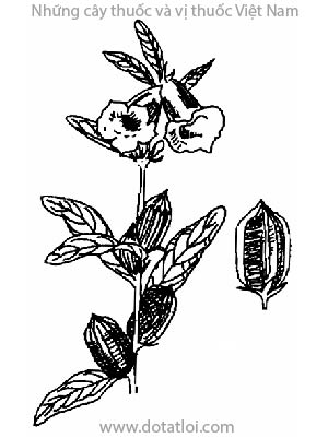 VỪNG, 芝麻, mè, du tử miêu, cự thắng tử, chi ma, bắc chi ma, hồ ma, Sesamum orientale L. Sesamum indicum Dc. Sesamum lutrum Retz., họ Vừng, Pedaliaceae