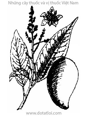 XOÀI, 杧果, muỗm, swai, makmouang, manguier, Mangifera indica L., họ Đào lộn hột, Anacardiaceae