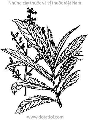 XƯƠNG SÔNG, 千頭艾納香, 千头艾纳香, rau súng ăn gỏi, xang sông, hoạt lộc thảo, Blumea myriocephala DC., Conyza lanceolaria Roxb., Gorteria setosa Lour. (non L.), họ Cúc Asteraceae, Compositae